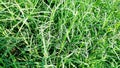 Cynodon dactylon dubh barmuda grass
